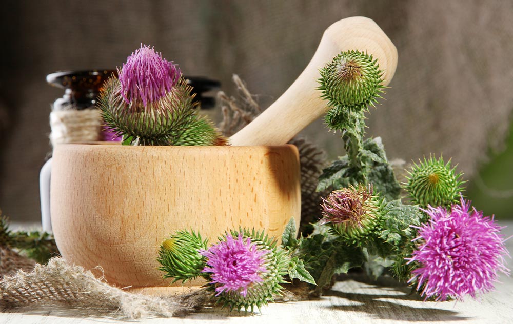 mariendistel-der-natuerliche-schutz-fuer-deine-zellen