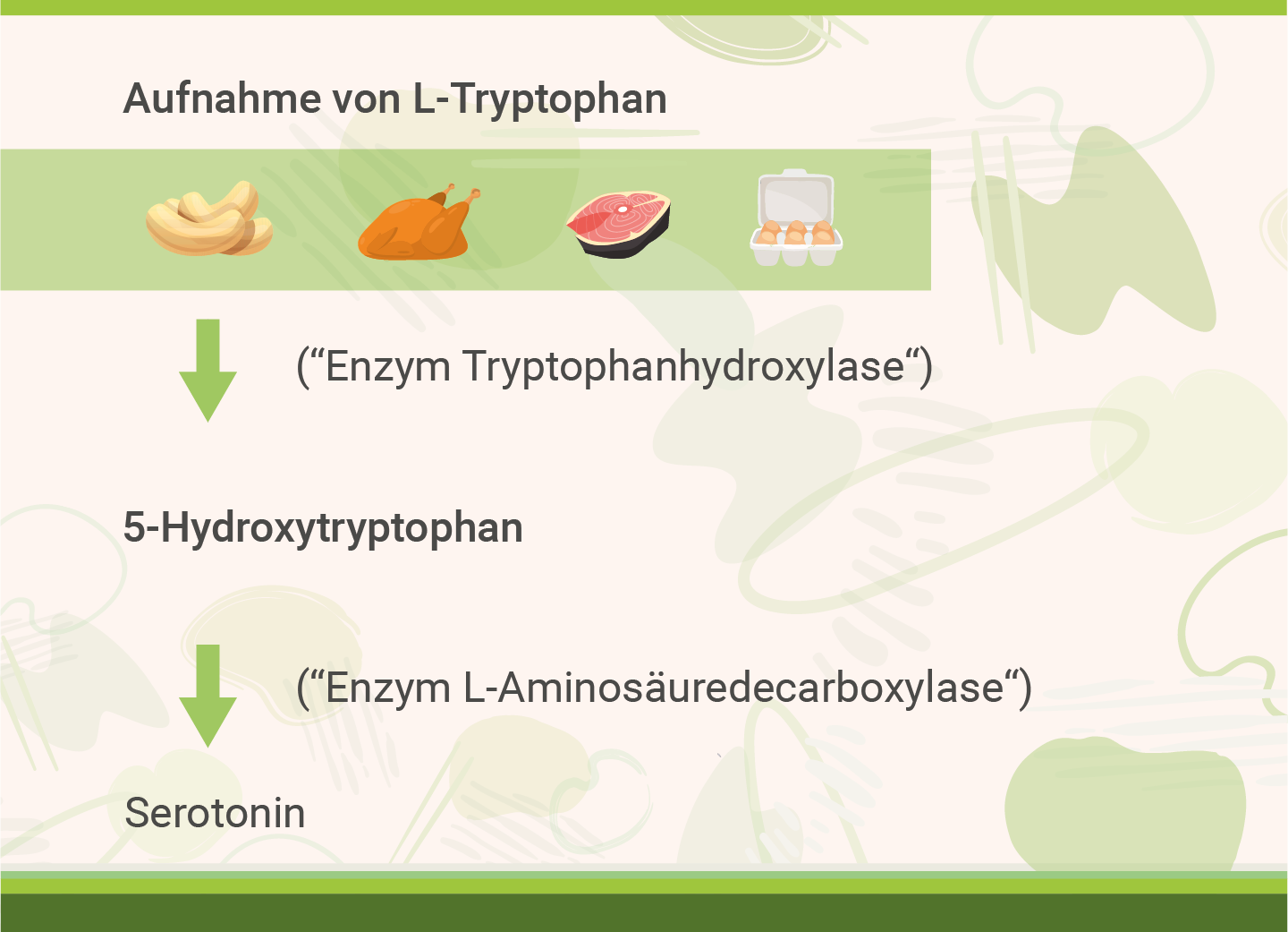 infografik-5htp-aufnahme-von-tryptophan