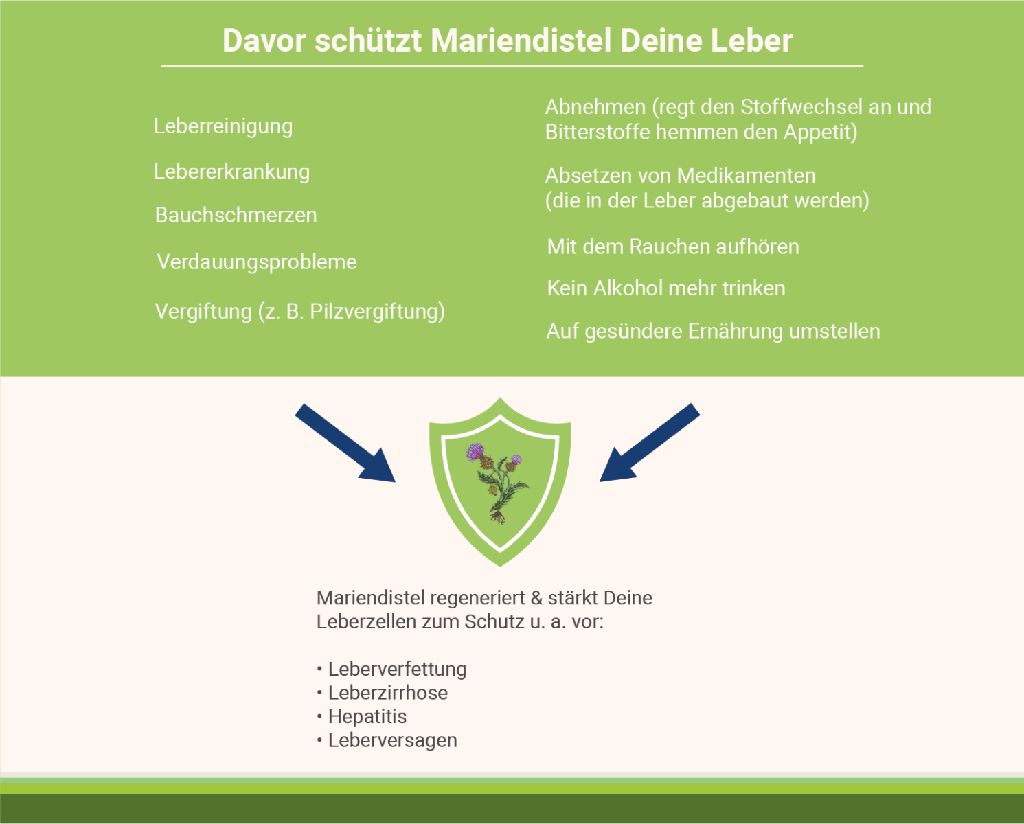 infografik-davor-schuetzt-mariendistel-Deine-leber