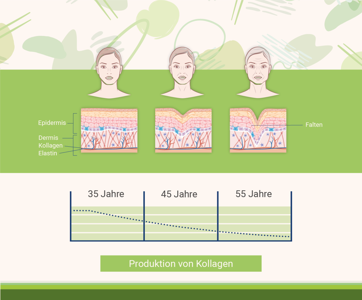 infografik-ellagsaeure-und-haut