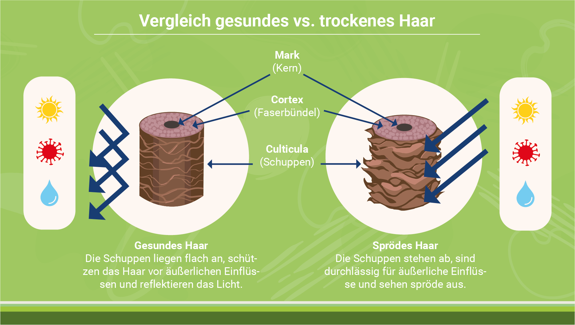 infografik-gesunde-haare-vs-trockene-haare