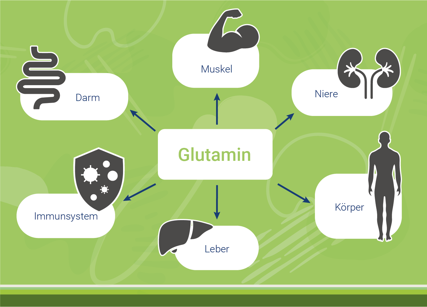 infografik-hier-wirkt-glutamin