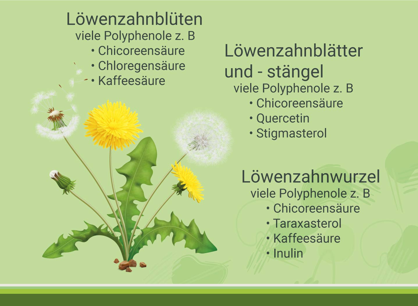 Infografik-loewenzahn-und-darm-wirkstoffe-in-der-wildpflanze