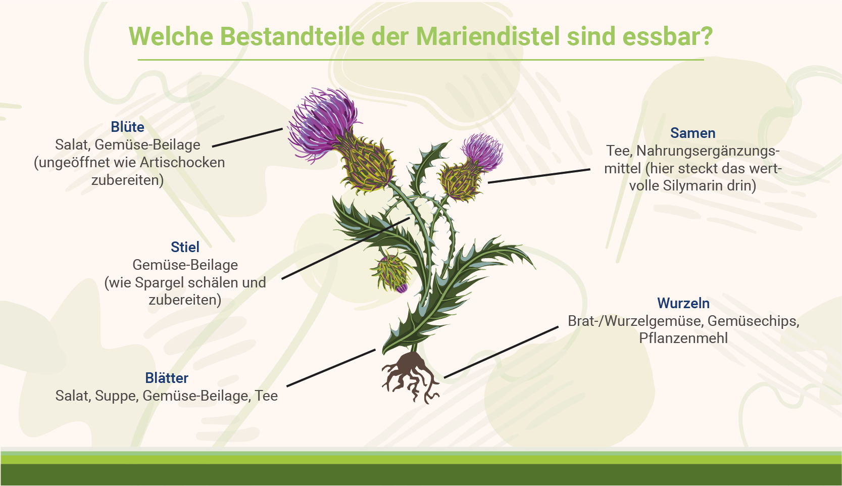 infografik-welche-bestandteile-der-mariendistel-sind-essbar