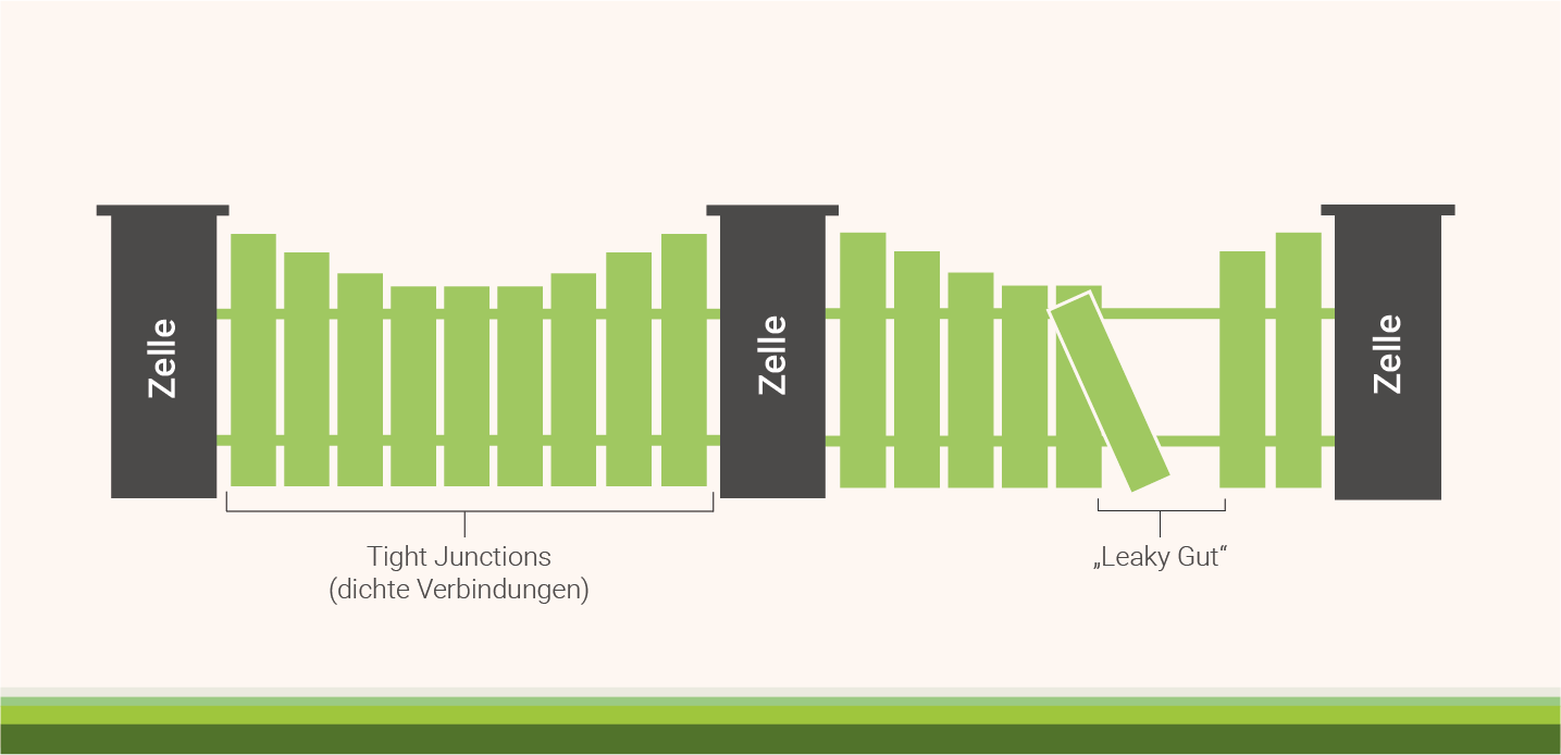 infografik-glutamin-barrierefunktion-deines-darms-staerken