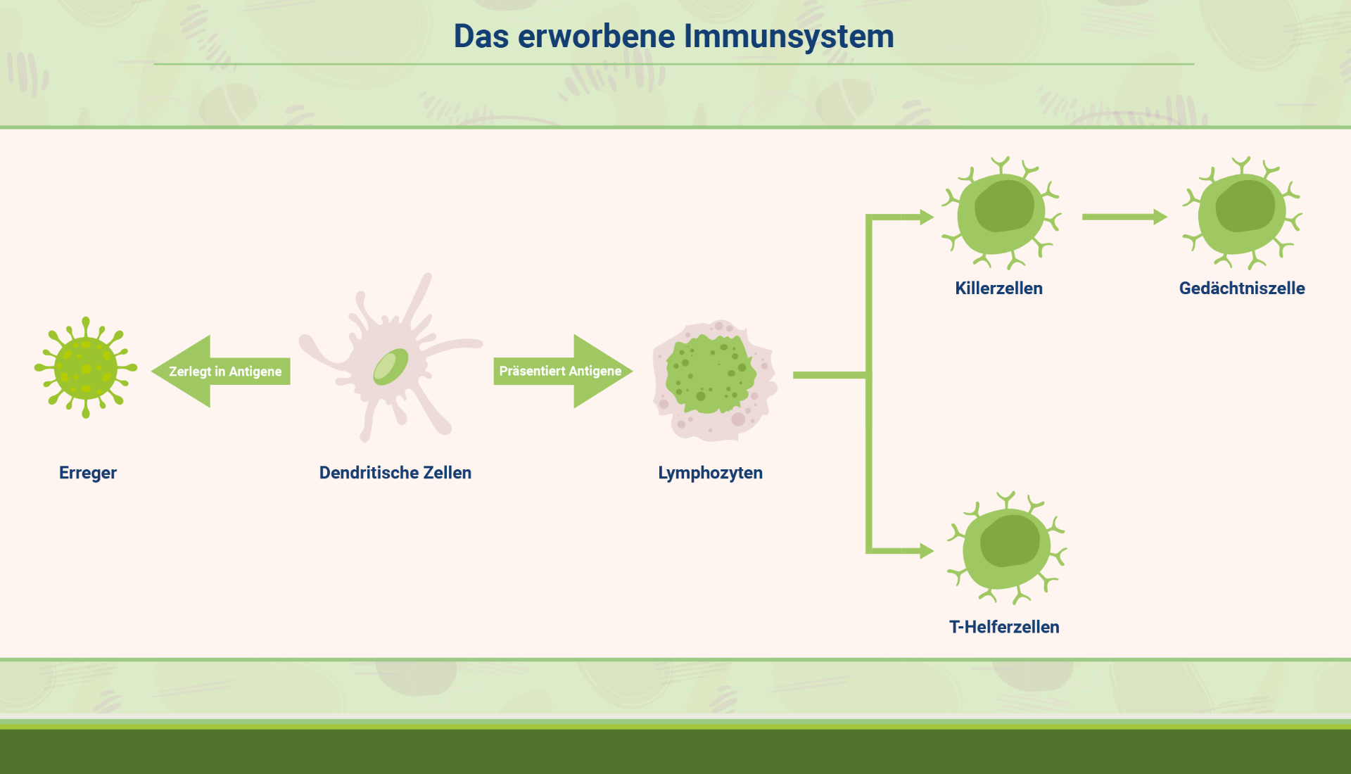 infografik_erworbene-immunsystem-aufbauen