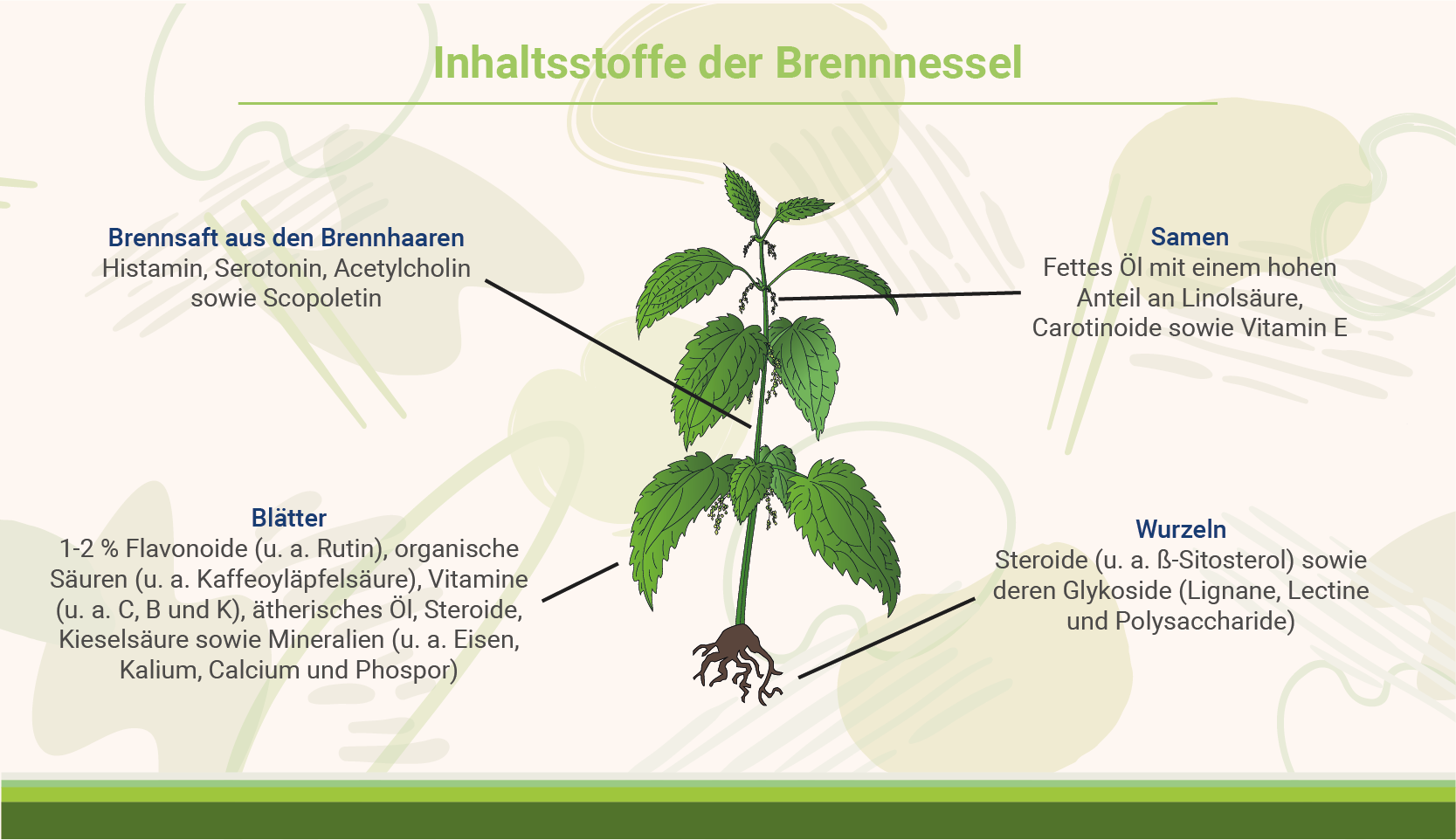 infografik-inhalt-der-brennnessel