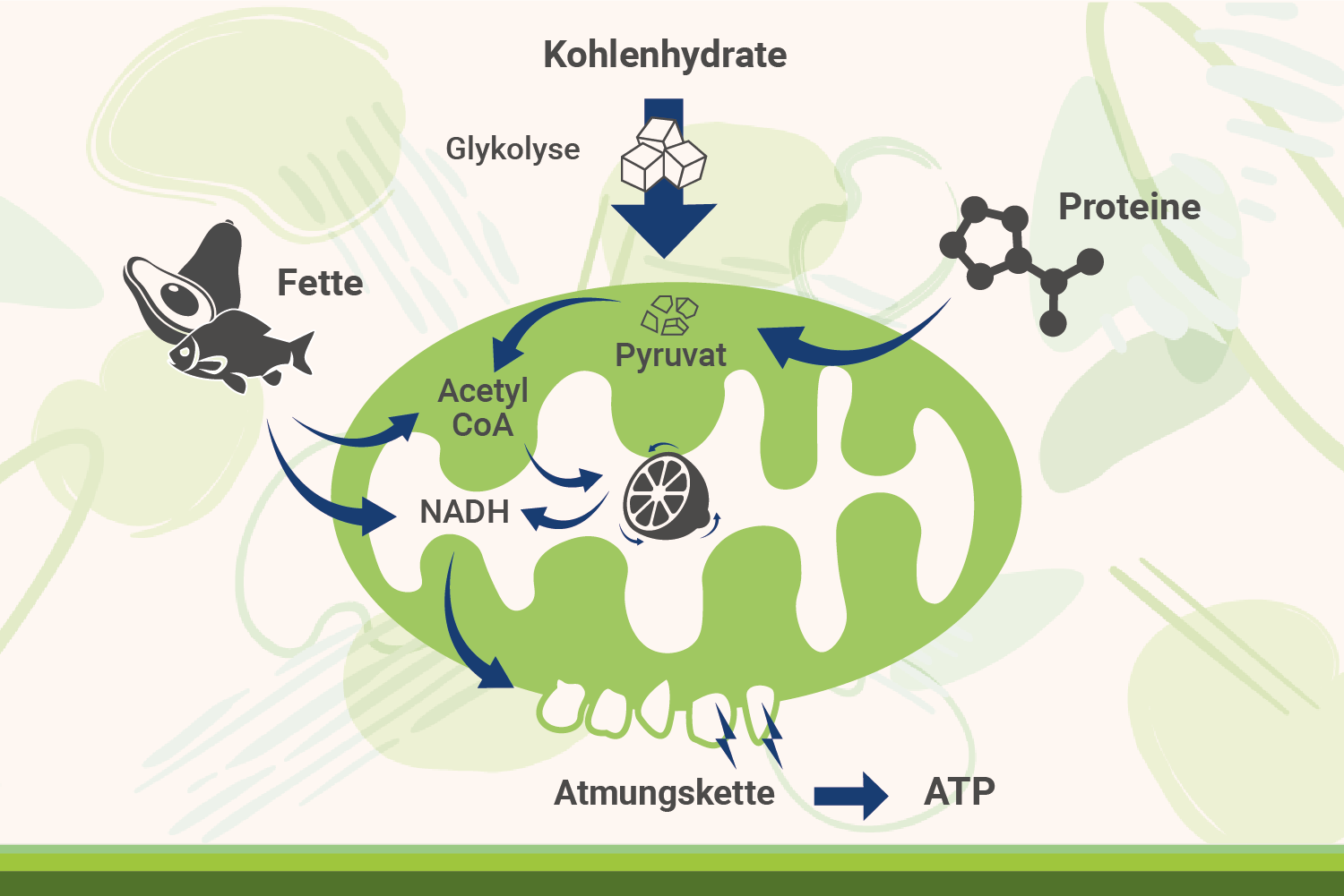 aufbau-mitochondrien