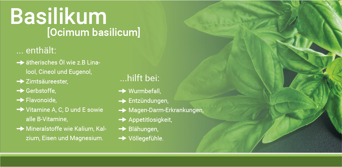 infografik-wildkraeuter-basilikum