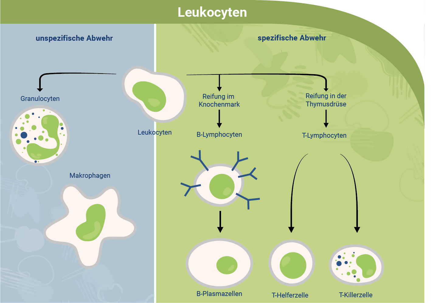 immunabwehr-leukocyten-unspezifische-spezifische-abwehr