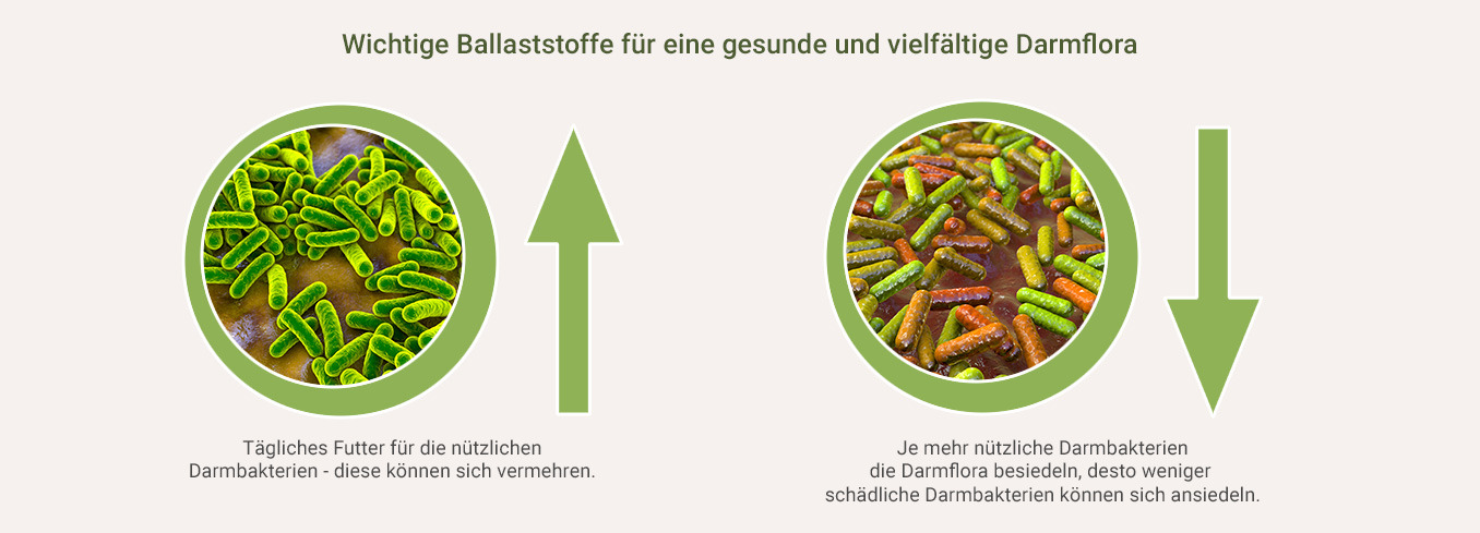 Ballaststoff Komplex für Darmflora als Infografik