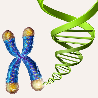 Bestimmung der Telomerlänge anhand Longevity Test