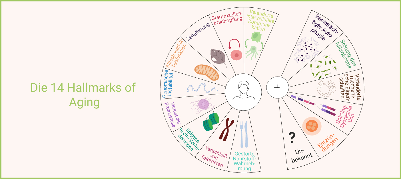 Infografik: 14 Hallmarks of Aging