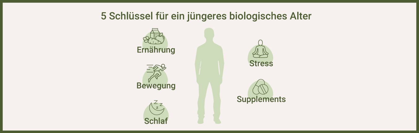 Fünf Schlüssel für ein gesünderes biologisches Alter - als Infografik