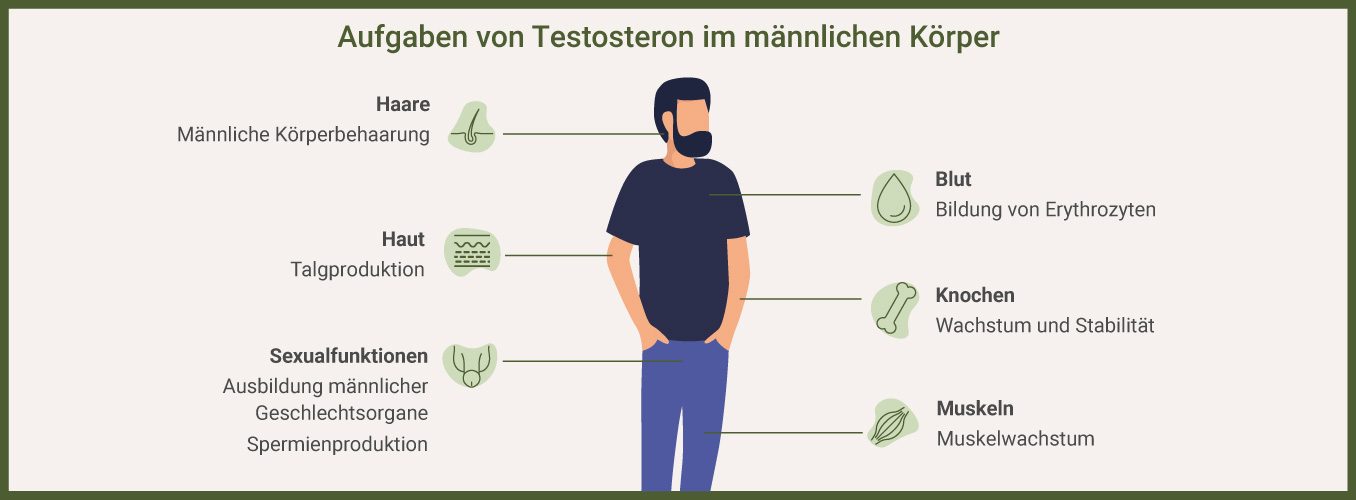 Aufgaben von Testosteron als Infografik