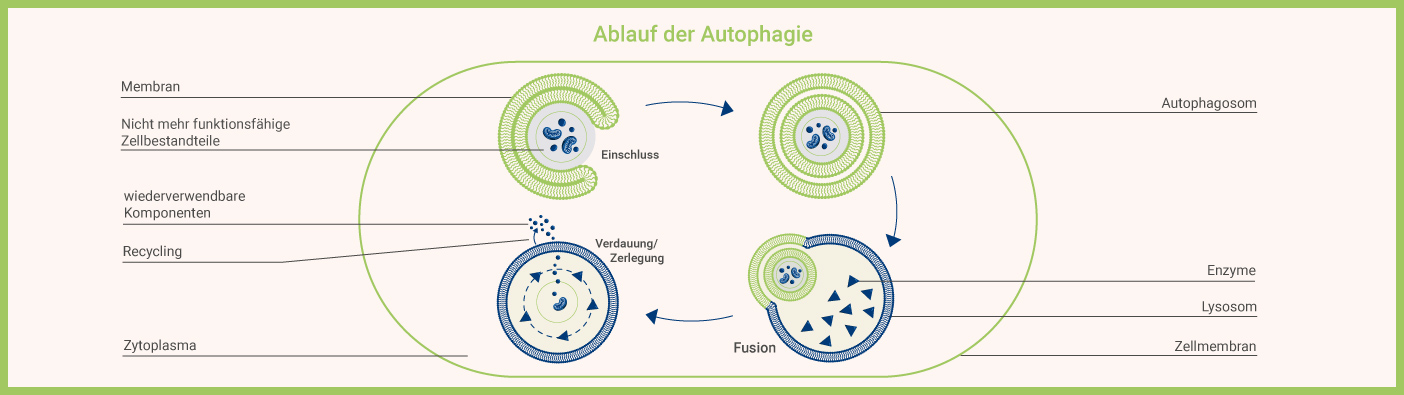 Autophagie Ablauf