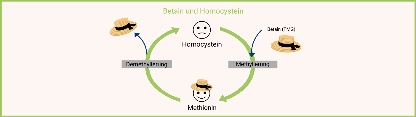 Betain Wirkung - Was ist Betain