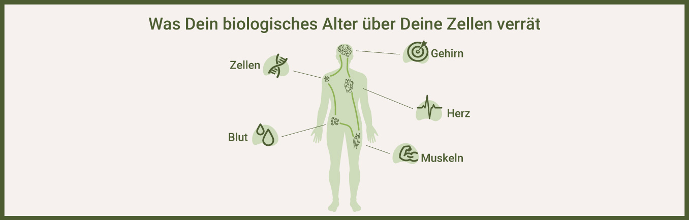 Das verrät Dein biologisches Alter über Zellen - als Infografik