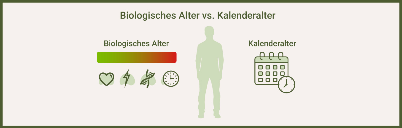 Biologisches Alter VS Kalenderalter - als Infografik