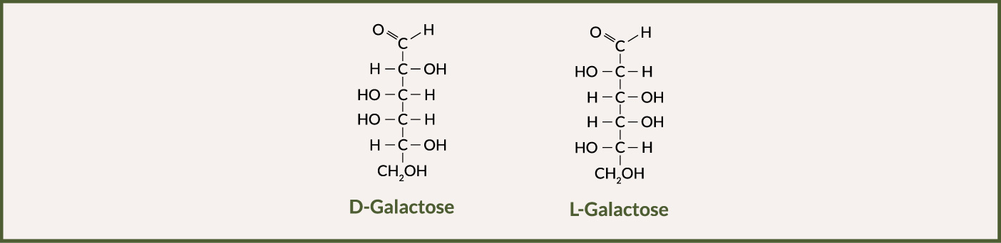 D-Galactose & L-Galactose Infografik: D-Galactose & L-Galactose