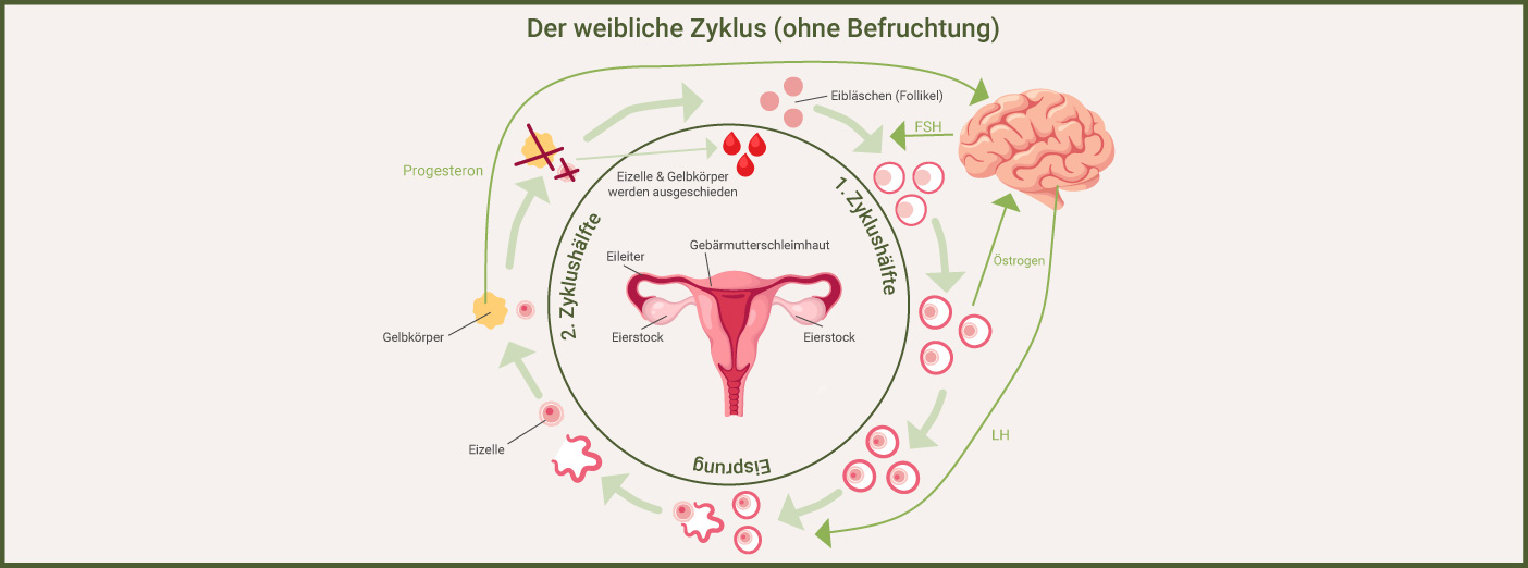 Phasen weiblicher Zyklus Phasen weiblicher Zyklus