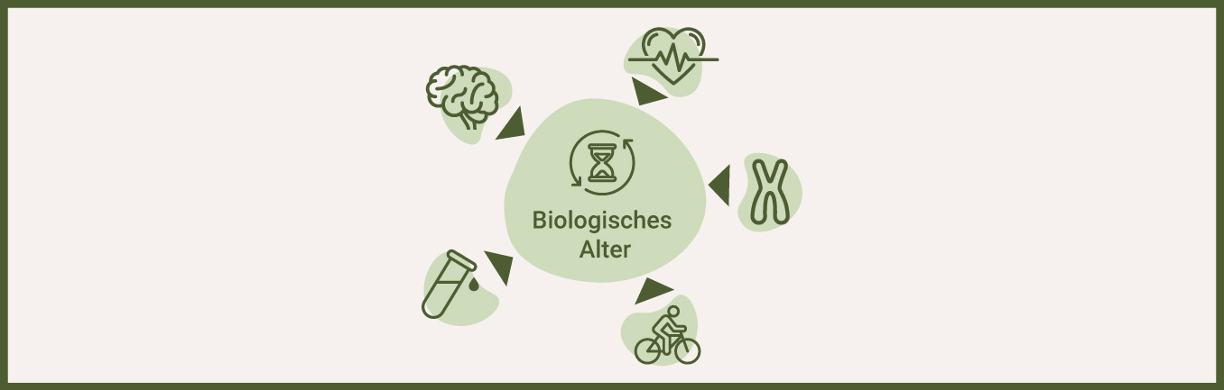 Das beeinflusst Dein biologisches Alter - als Infografik