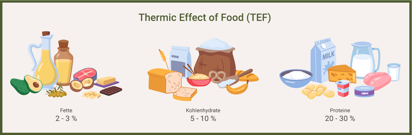 Verdauung und Energieverbrauch