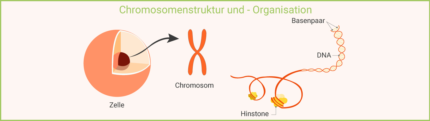 Infografik: Chromosomenstruktur und Organisation