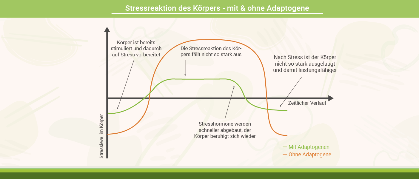 Infografik: Adaptogene - Stressreaktion