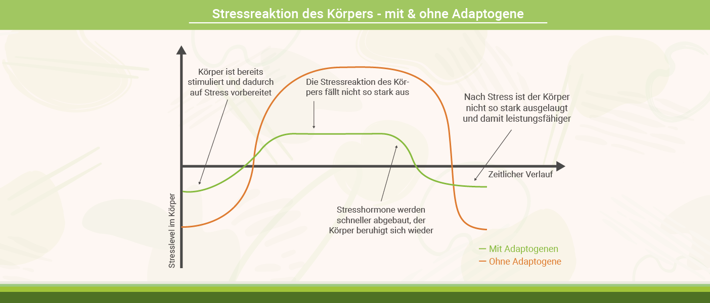 Stressreaktion des Körpers - mit & ohne Adaptogene Infografik: Adaptogene - Stressreaktion