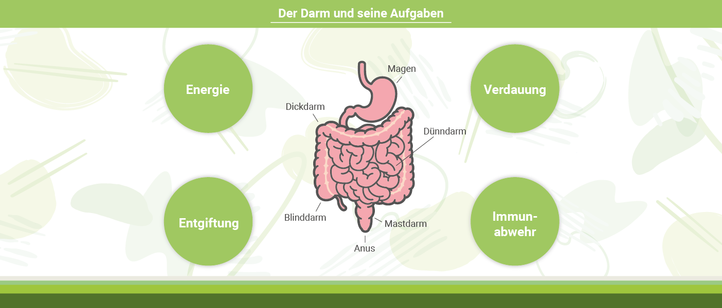 Infografik: AHCC und Aufgaben des Darms