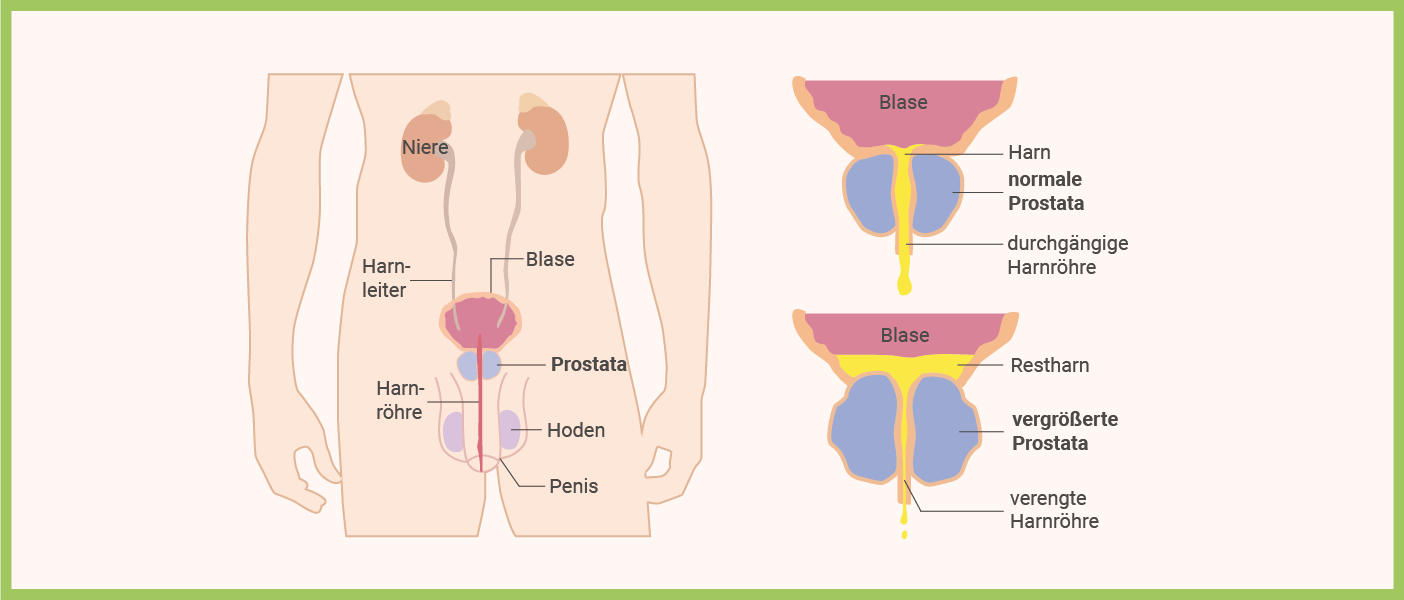 Infografik: Prostata Funktion - Anatomie der Prostata