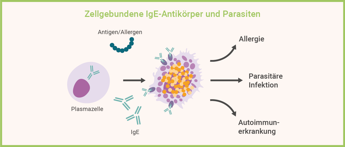 Antigen / Allergen