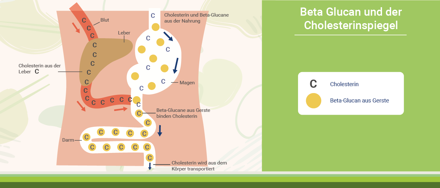 infografik-beta_glucan_und_der_cholesterinspiegel