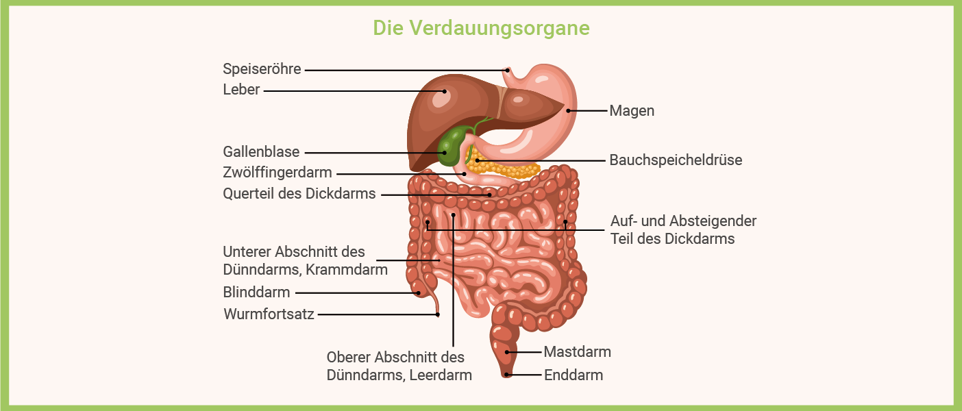 Infografik: die Verdauungsorgane