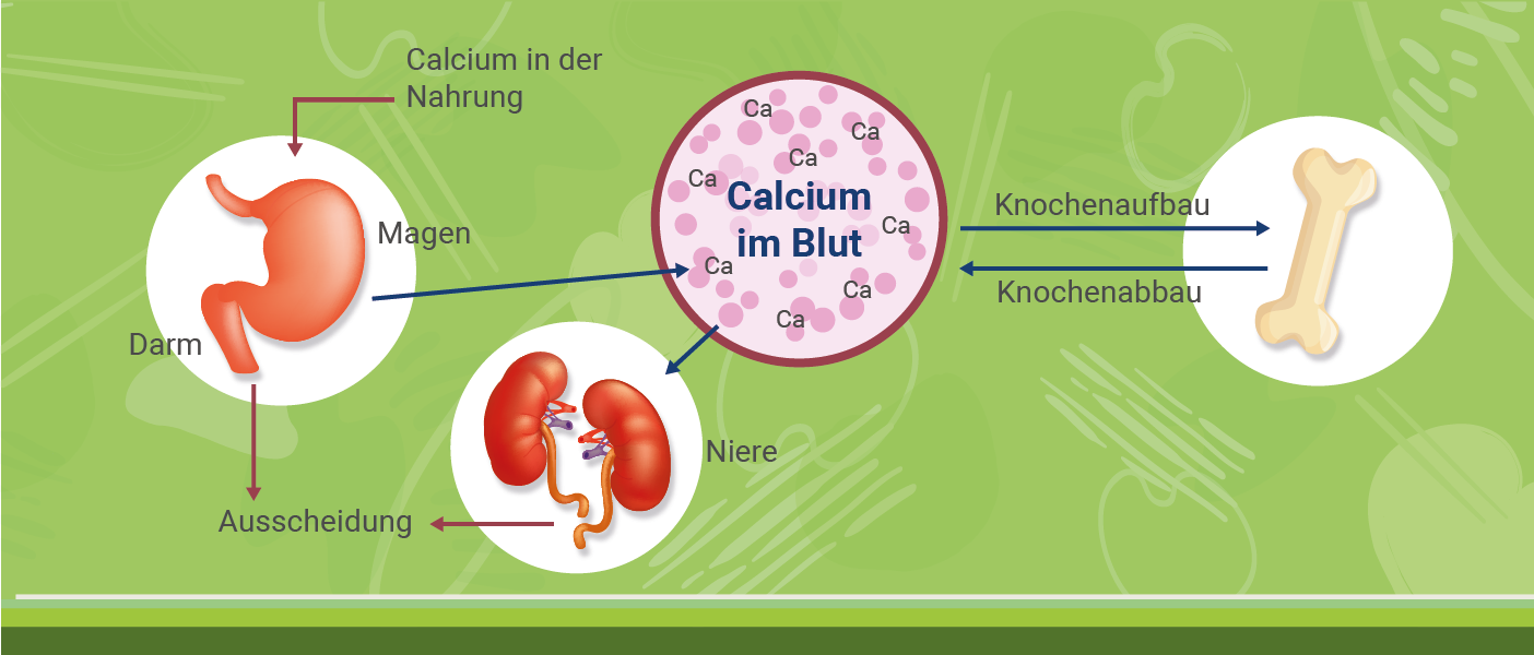 infografik-calcium_stoffwechsel