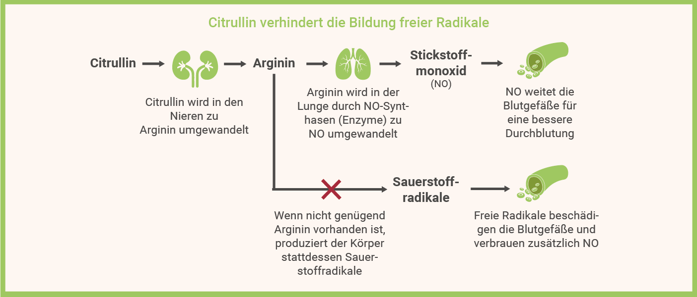 Infografik: Citrullin Malat Wirkungn