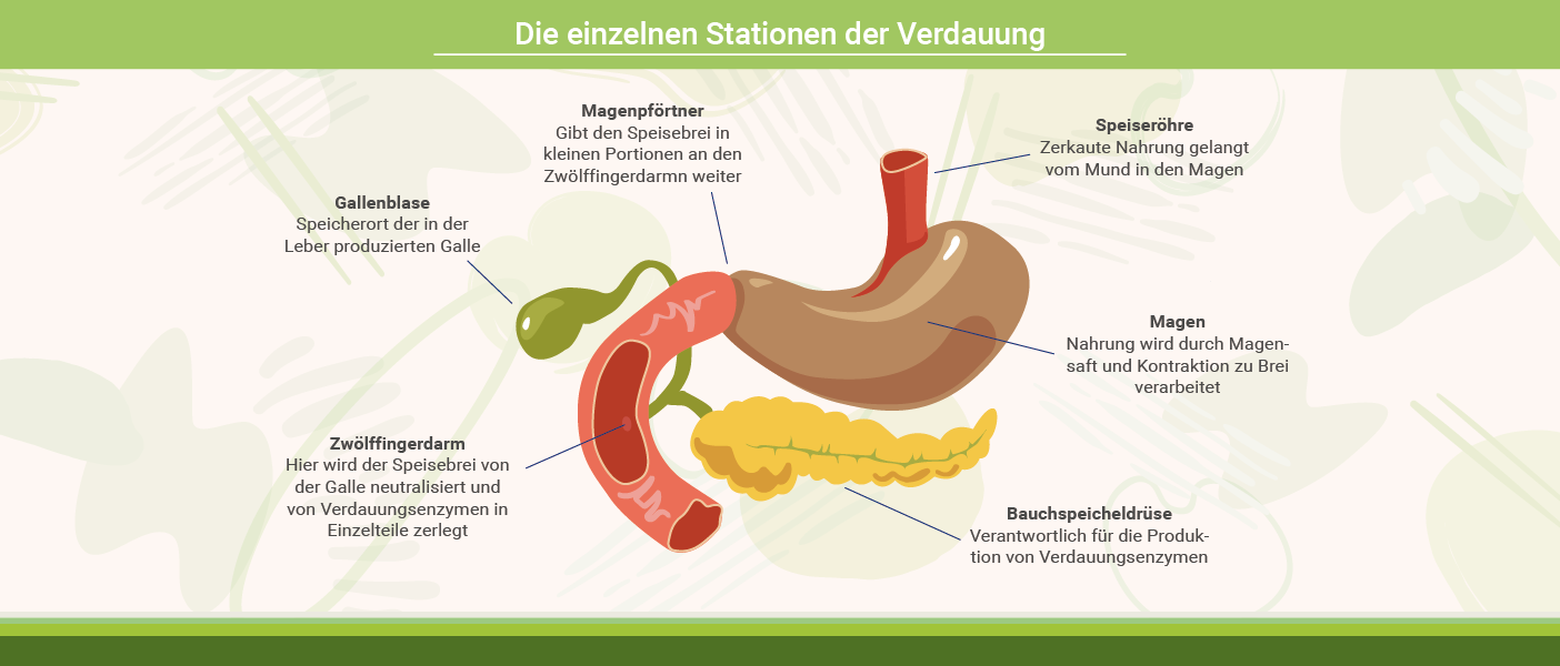 Infografik: Einzelne Verdauungsstationen