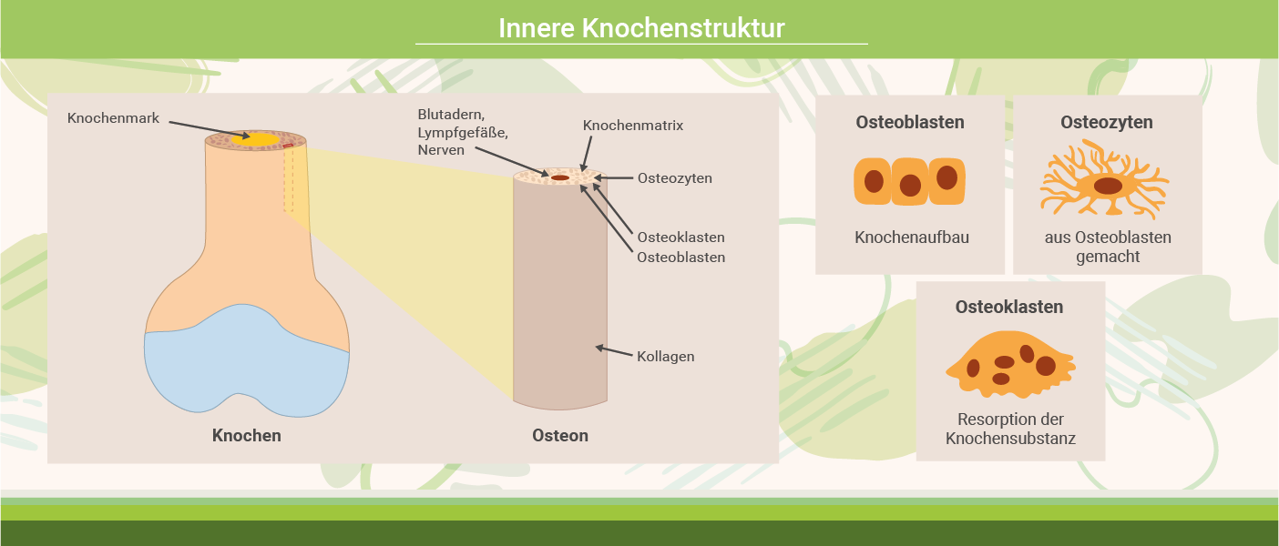 Infografik: Innere Knochenstruktur