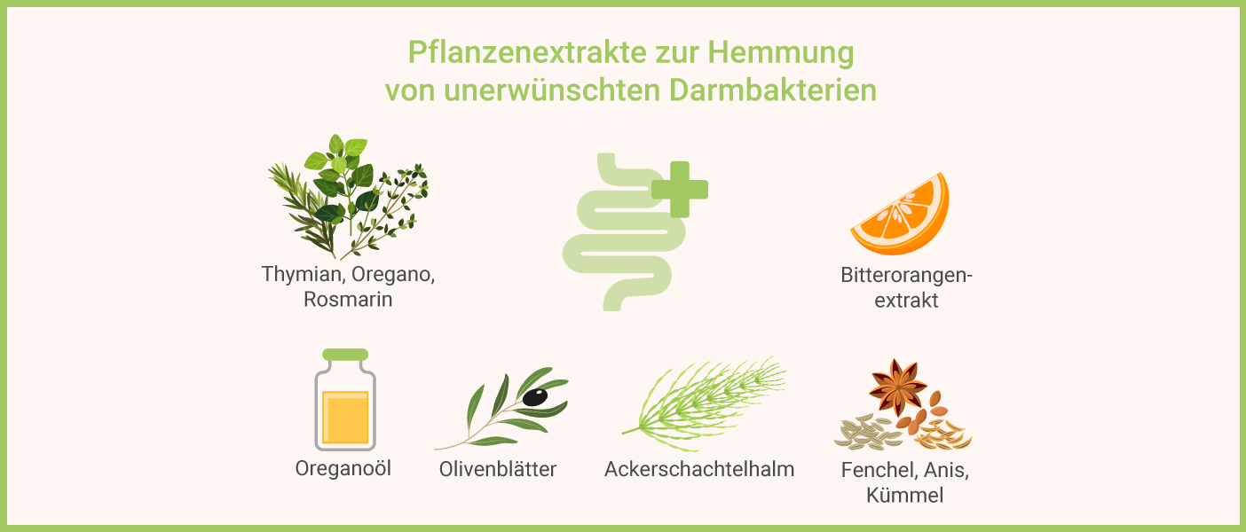 Dysbiose - Diese Pflanzenextrakte können helfen Einsatz von Pflanzenextrakten - Dysbiose