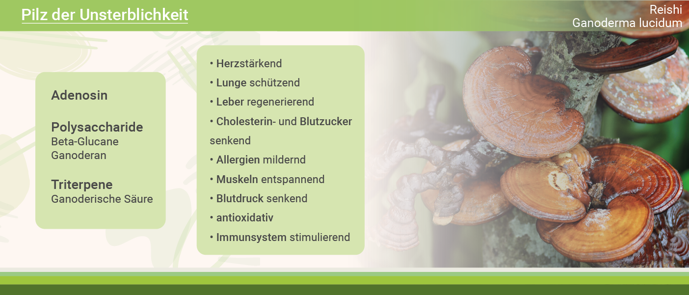 infografik-reishi-pilz-reishi-wirkung