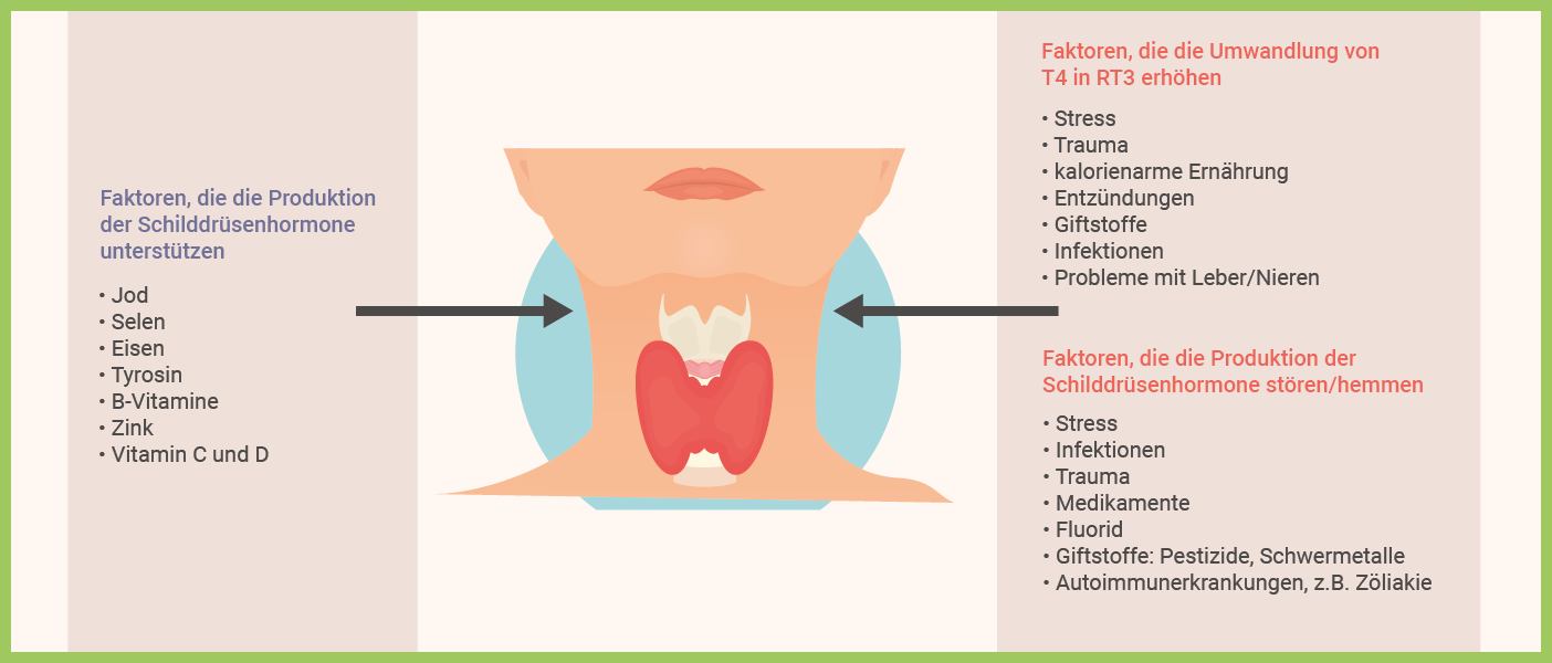 Infografik: Schilddrüsenfunktion