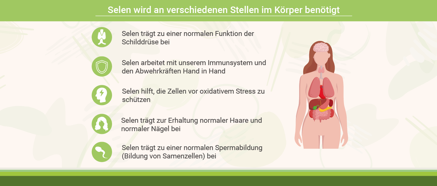 Dafür benötigt der Körper Selen infografik: Selen und Funktionen im Körper
