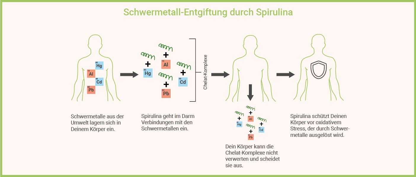 Infografik: Spirulina Entgiftungssymptome