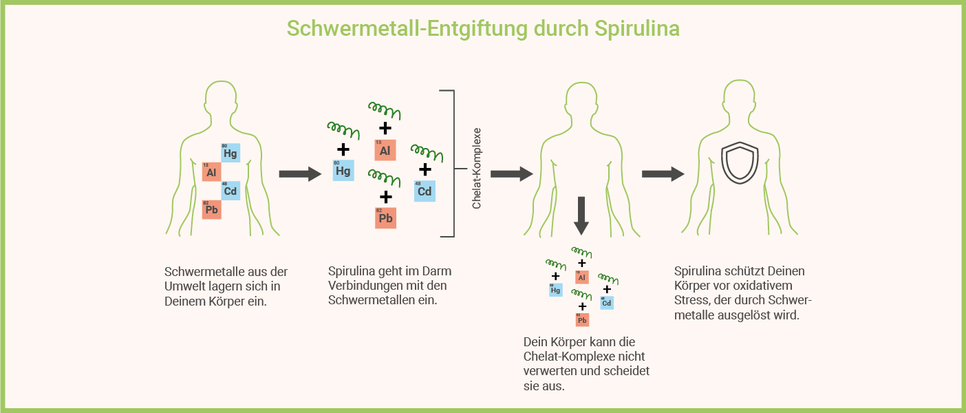 Spirulina Entgiftungssymptome Infografik: Spirulina Entgiftungssymptome