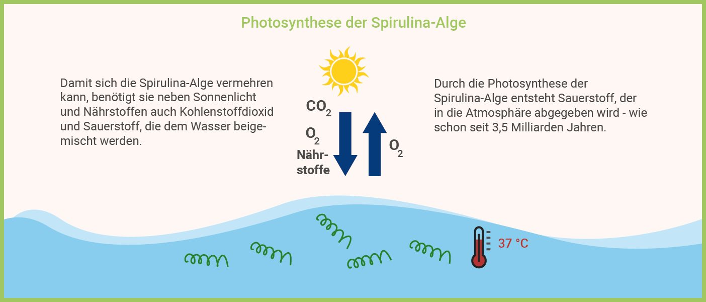 Infografik: Spirulina Inhaltsstoffe - Spirulina Photosynthese