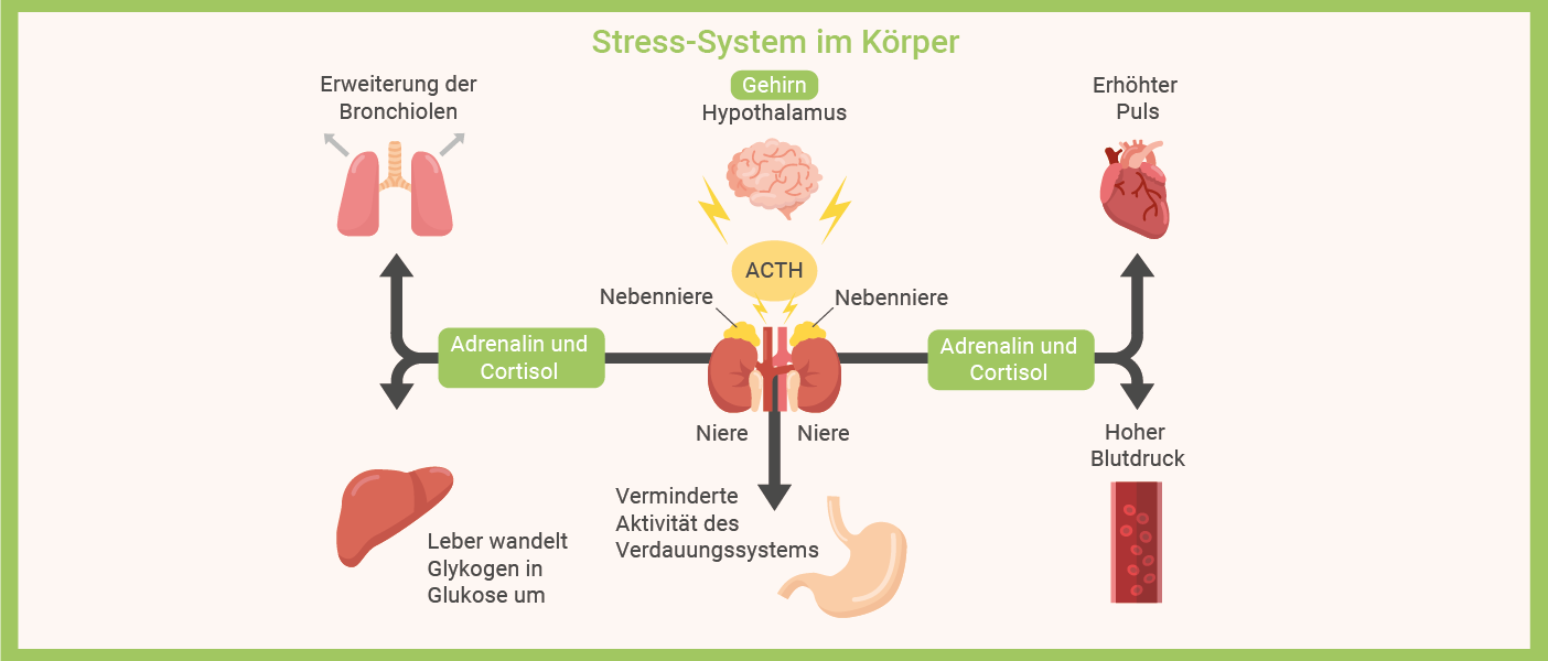 Infografik: Stresssymptome - Stress-System im Körper