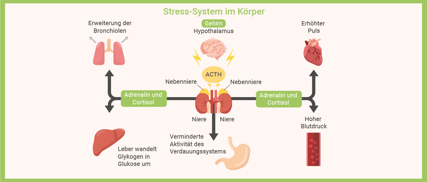 Stress-System im Körper Infografik: Stresssymptome - Stress-System im Körper