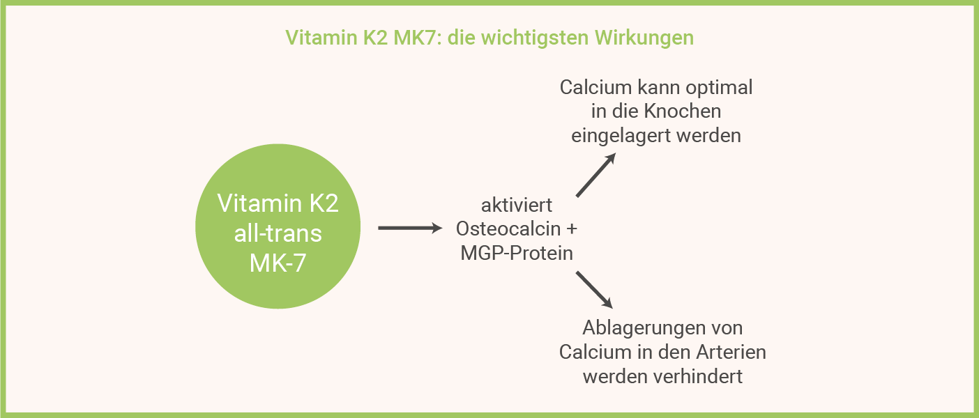 Infografik: Vitamin K2 MK7 - die wichtigsten Wirkungen