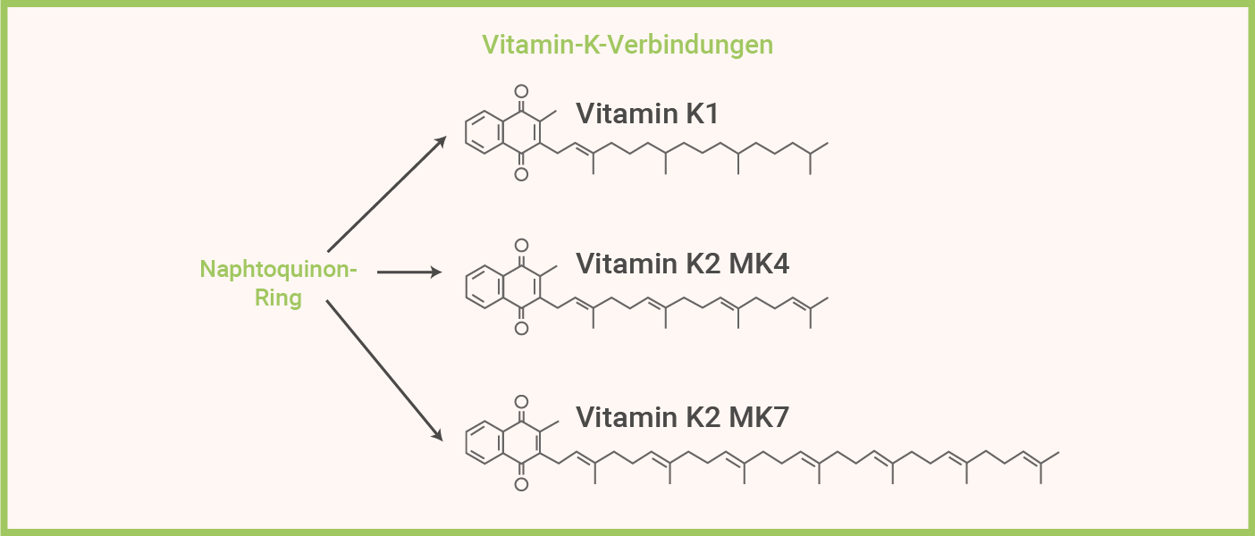 Infografik: Vitamin K2 MK7